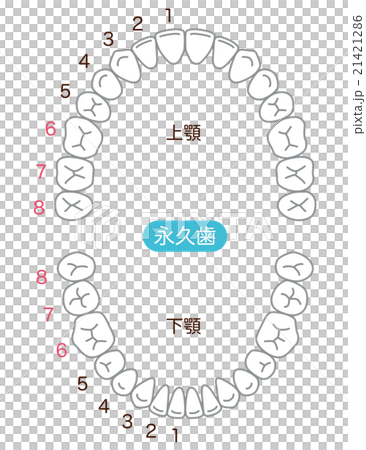 歯　歯並び　本数 21421286