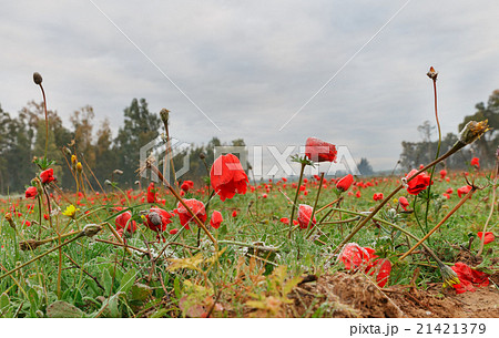 Anemones frosted 21421379