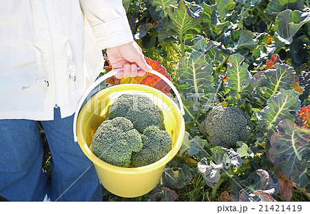ブロッコリー収穫 バケツ ブロッコリー収穫 バケツ 21421419