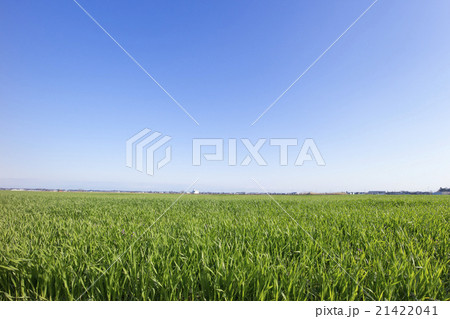 田んぼ　青空　背景　背景素材 21422041