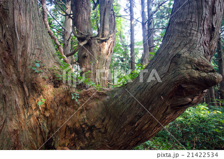 山形県　幻想の森 21422534