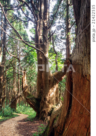 山形県　幻想の森 21422535