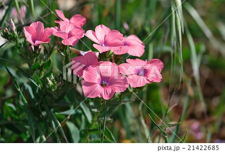 Geranium beautiful Geranium beautiful 21422685