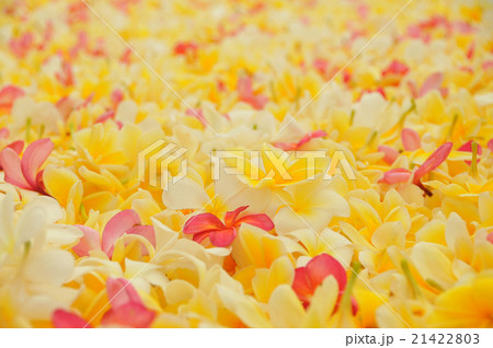 南国プルメリアの花びら 壁紙 背景画像の写真素材