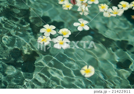 水に浮かぶプルメリアの花の写真素材