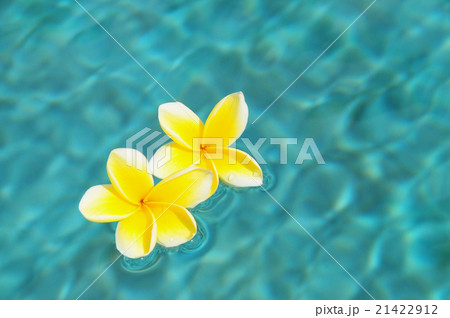 水に浮かぶプルメリアの花の写真素材