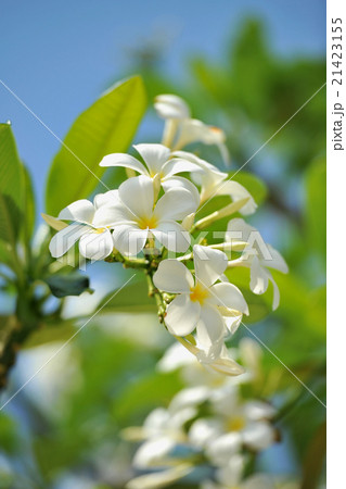 バリ島 プルメリアの花と青空の写真素材
