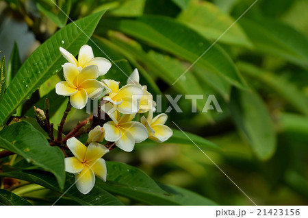 バリ島 プルメリアの花の写真素材