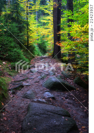 Path in Enchanted Aurumn Forest 21423937