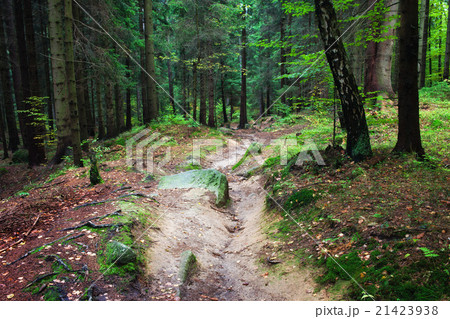 Forest of Karkonosze National Park in Poland 21423938