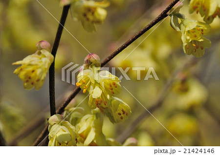 日向水木 ひゅうがみずき の写真素材