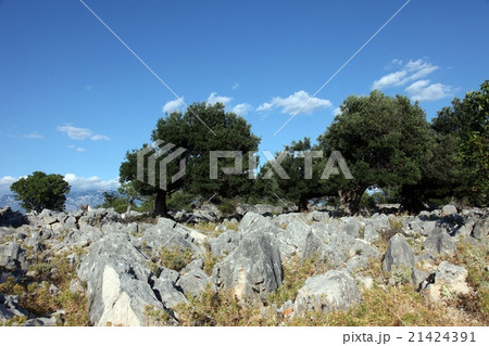 Olive grove Olive grove 21424391