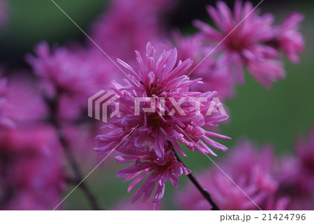 菊桃　またの名を源氏車と申します。 21424796