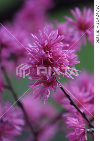 菊桃　またの名を源氏車と申します。 21424797