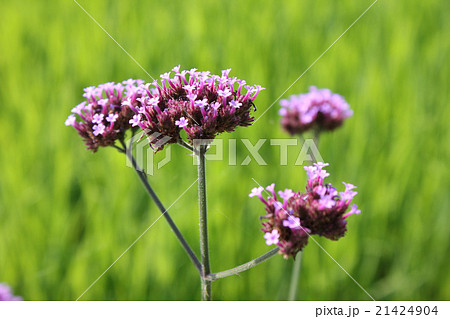 夏の紫の花の写真素材