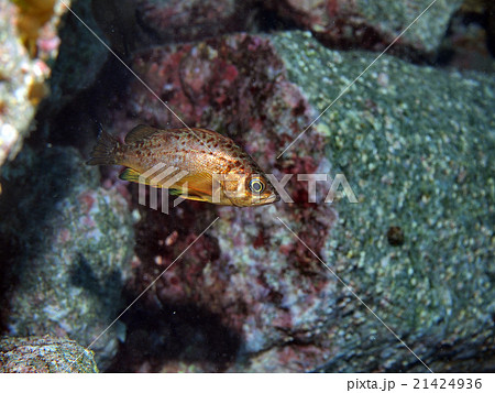 浮くメバル幼魚 21424936