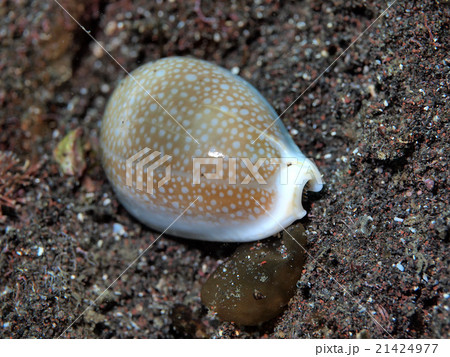 水中のタカラガイの仲間 水中のタカラガイの仲間 21424977