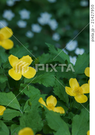 山吹草 山吹にそっくりですが花びらが4枚です。 山吹草 山吹にそっくりですが花びらが4枚です。 21427950
