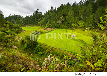 Lush green rice field, expansive landscape in Indonesia 21429055