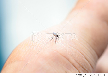 common house mosquito sucking blood on human skin 21431991