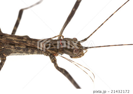Walking stick Insect male and female 21432172