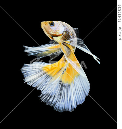 Betta fish, siamese fighting fish, betta 21432336