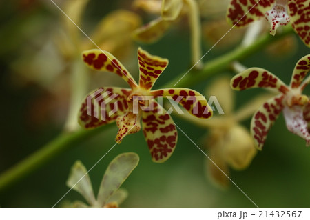 自然　植物　イリオモテラン、プロペラの様な花が美しい。環境悪化と乱獲で自生は絶滅状態のようです 21432567