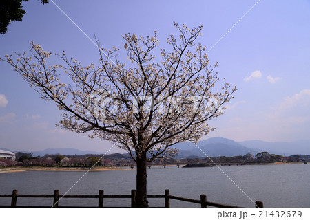 公園の桜の開花 公園の桜の開花 21432679
