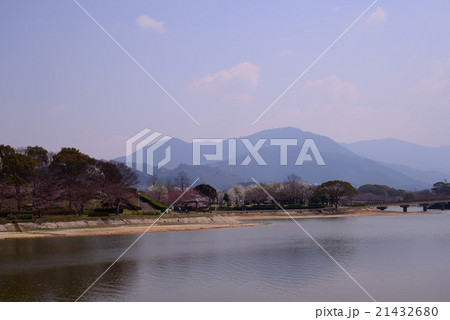 公園の桜の開花 公園の桜の開花 21432680