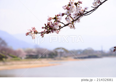 公園の桜の開花 21432681