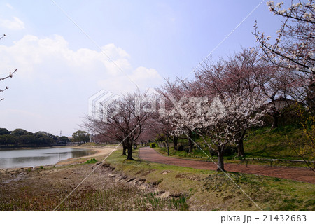 公園の桜の開花 公園の桜の開花 21432683
