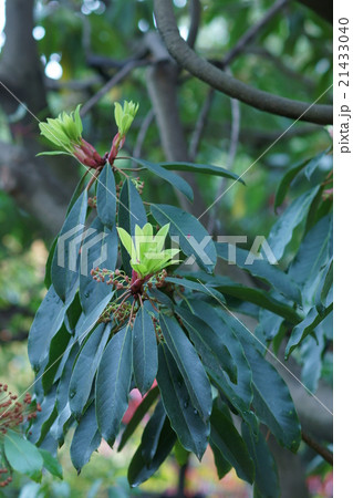 譲葉 ユズリハの新芽と蕾 譲葉 ユズリハの新芽と蕾 21433040