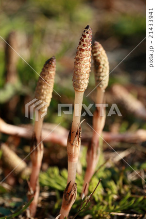 つくし つくし 21433941