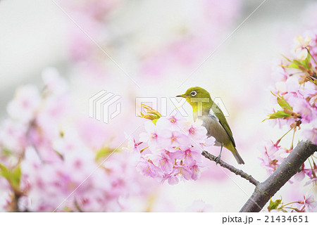 メジロと河津桜 メジロと河津桜 21434651