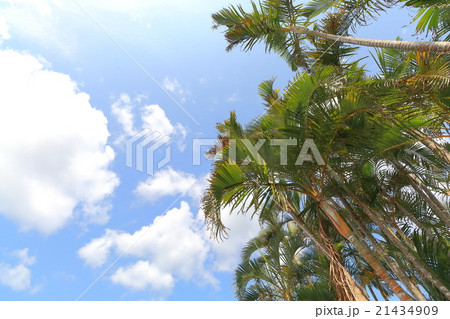 南国イメージ 21434909