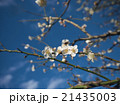白梅と青空 21435003