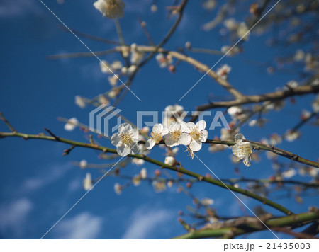 白梅と青空 21435003