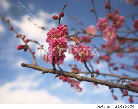 紅梅 21435004