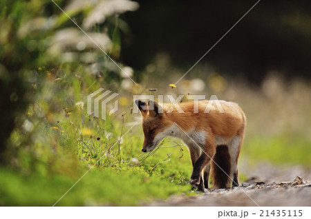道端のキタキツネ 21435115