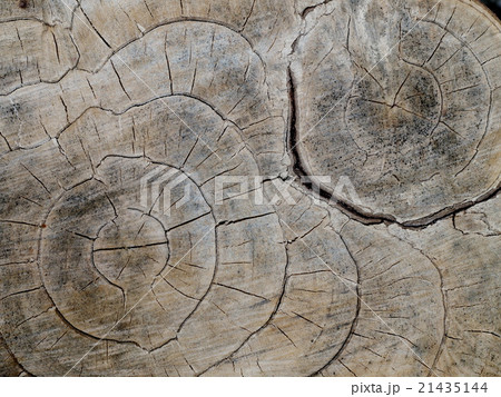 section view cutting of a natural tropical tree 21435144