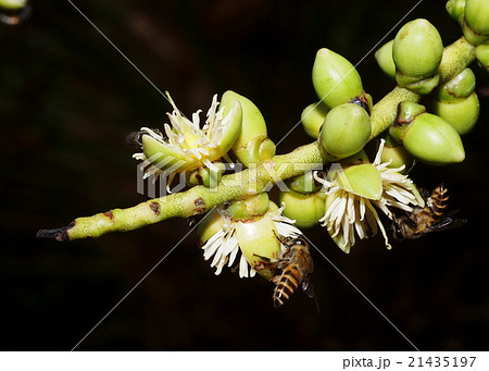 white betel palm flowers with bees on dark BG 21435197