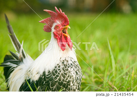力強く鳴く鳥 真横 酉 軍鶏 力強く鳴く鳥 真横 酉 軍鶏 21435454