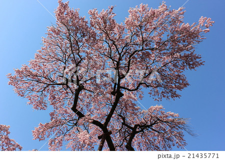 春爛漫の枝垂桜 春爛漫の枝垂桜 21435771