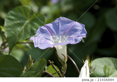 ノアサガオ 21436894