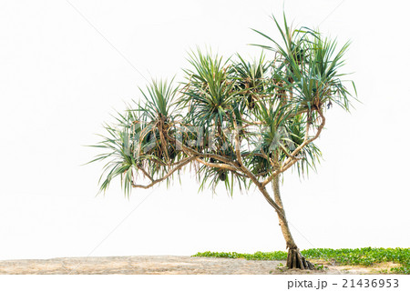 Pandanus tree 21436953