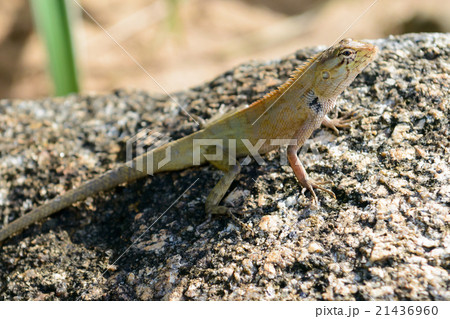 chameleon 21436960