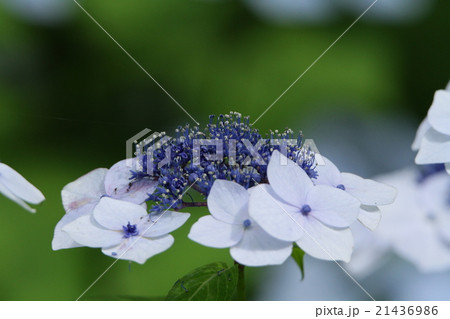 アジサイ 21436986