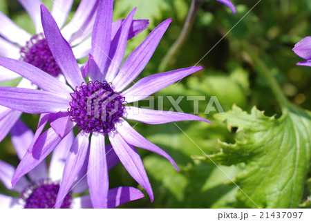 桂華 桂華 21437097