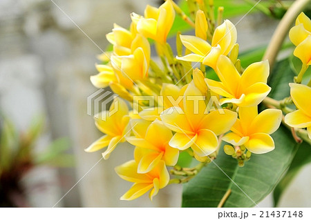 バリ島の花 プルメリア フランジパニ の写真素材