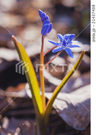 Beautiful blue spring flowers. snowdrop 21437408